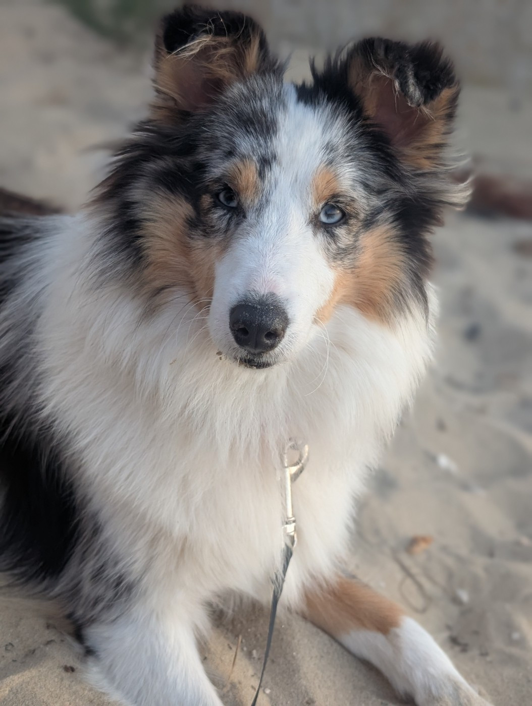 vesta divine babig karantez de breizh