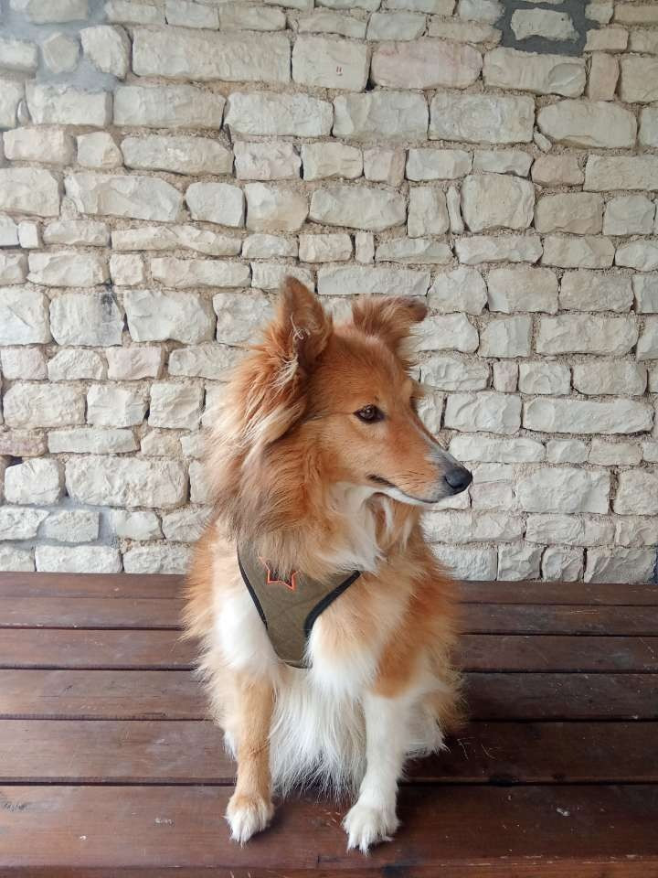 Soda des Bergers de Sainte Anne