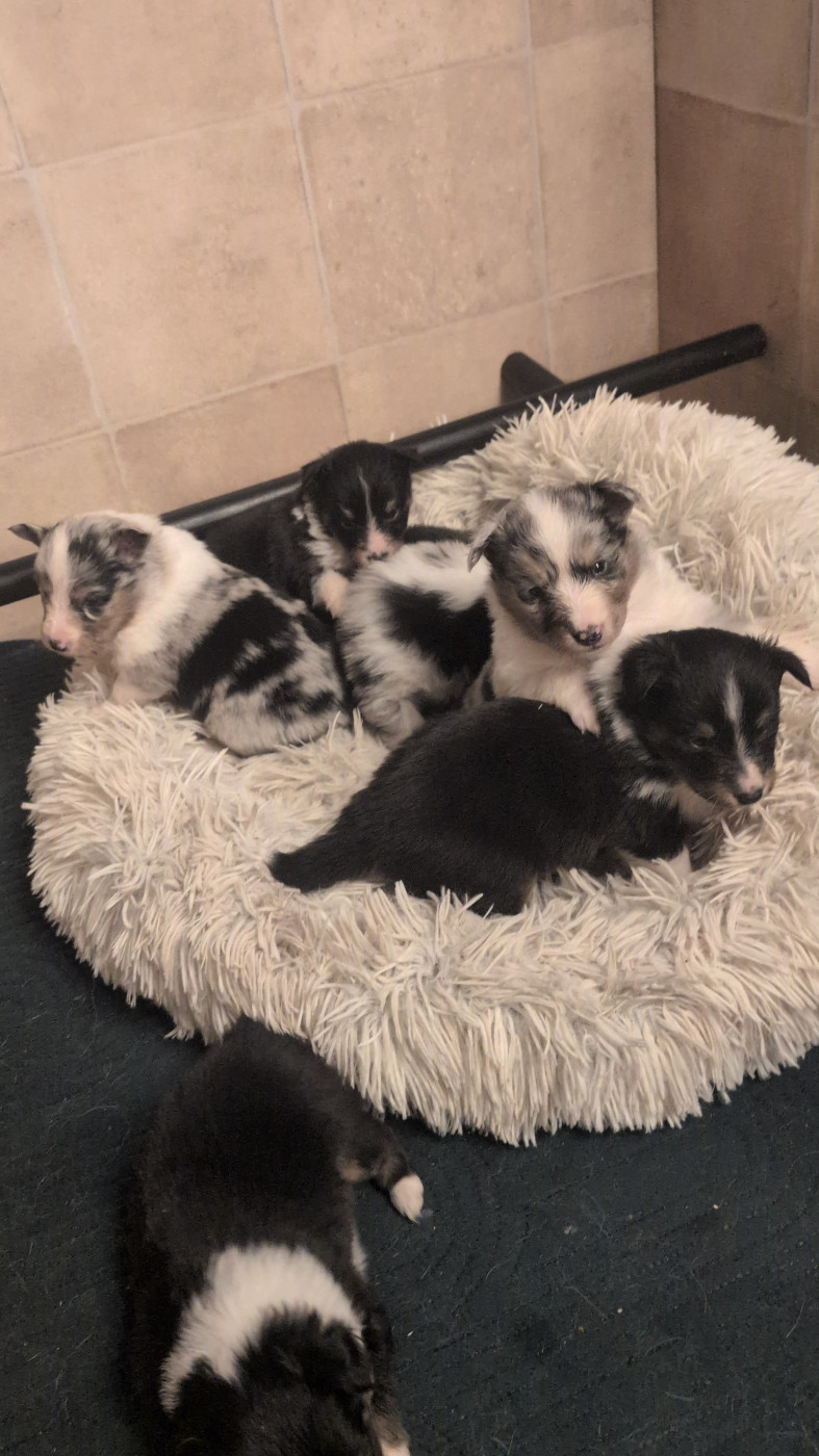 Chiot Shetland Sheepdog De L'Arche De Sarah