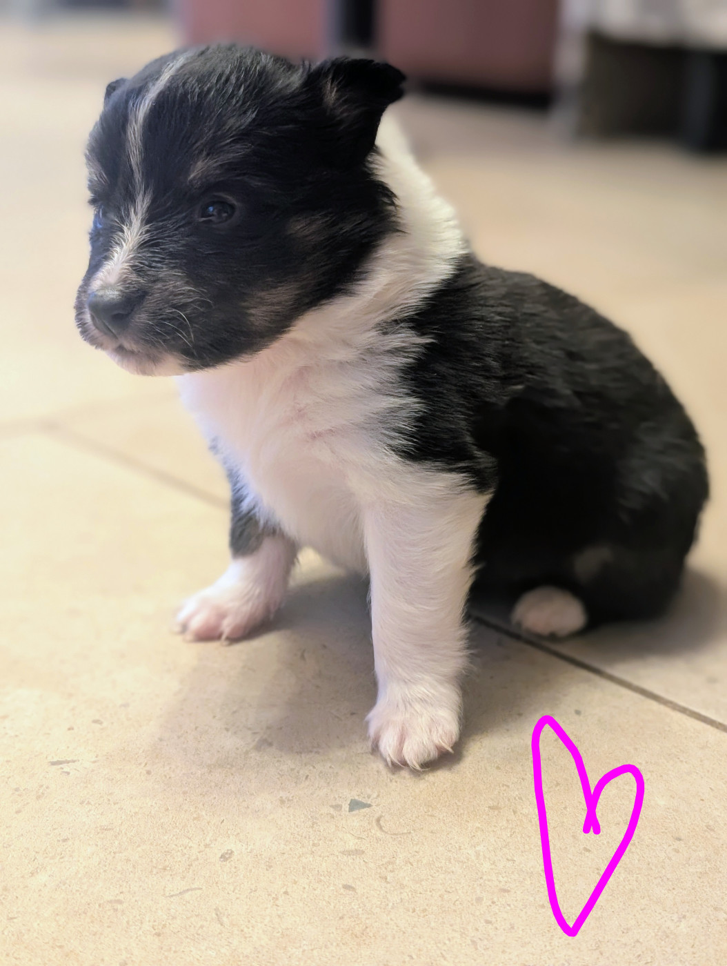 De L'Arche De Sarah - Chiots disponibles - Shetland Sheepdog