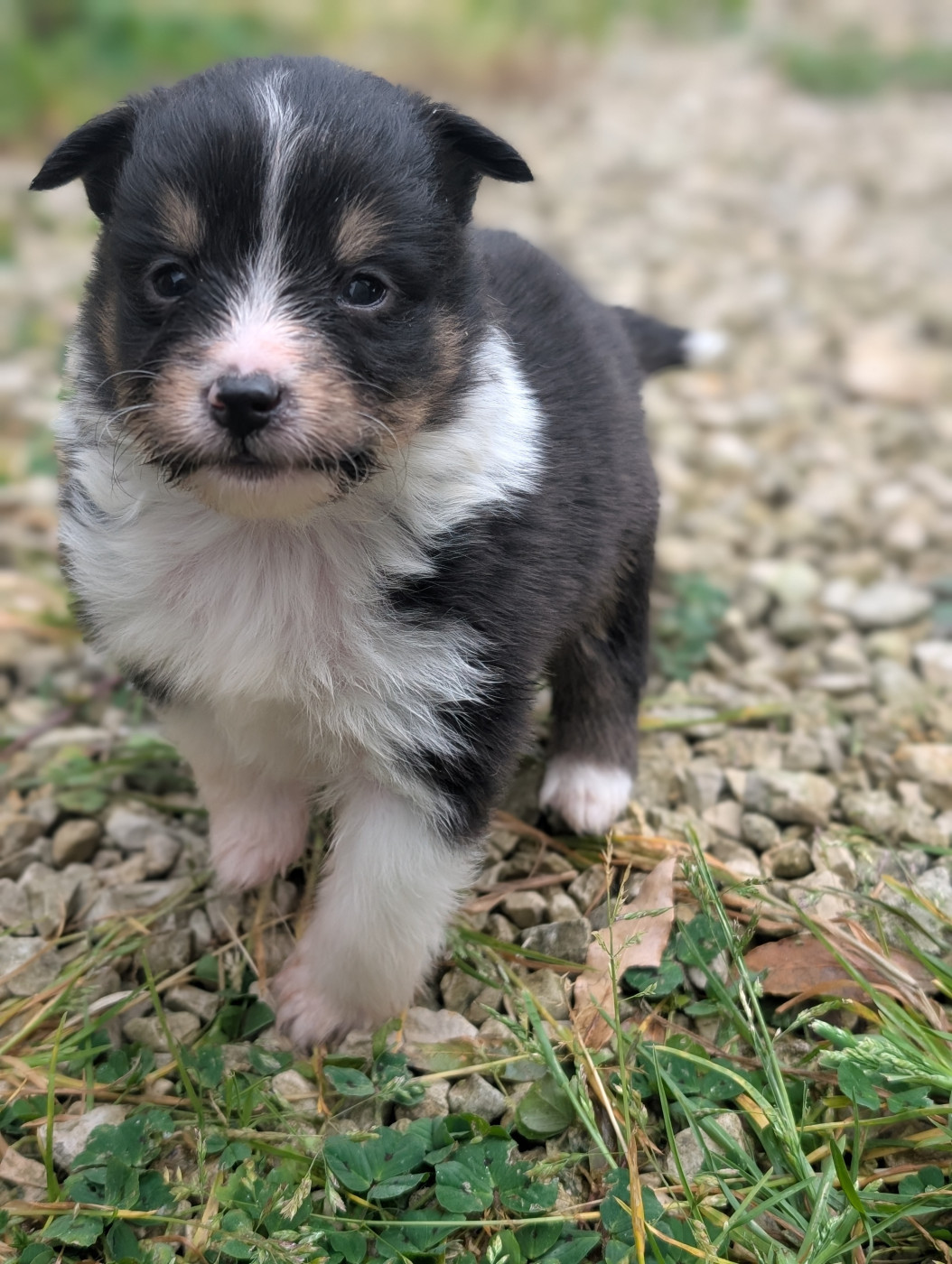 De L'Arche De Sarah - Chiots disponibles - Shetland Sheepdog