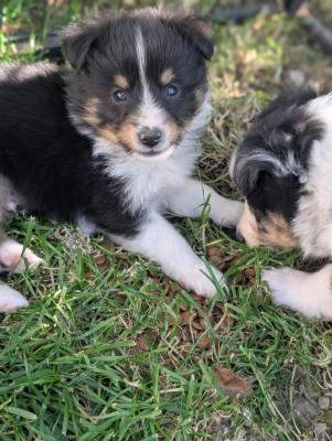 Chiot N°6