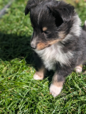 Chiot N°8