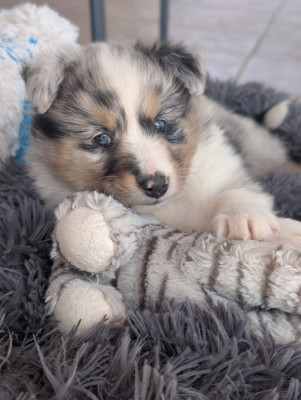 Chiot N°7